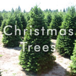 Christmas Trees