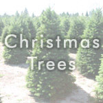 Christmas Trees