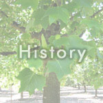History