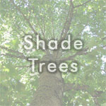 Shade Trees